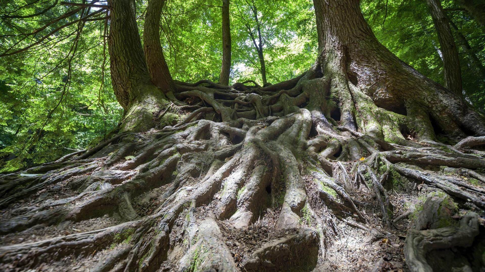 Die Wurzeln von 2 alten Bäumen verschränken sich und wachsen oberirdisch sichtbar auf dem Waldboden (Symbolbild). Die Wurzeln von 2 alten Bäumen verschränken sich und wachsen oberirdisch sichtbar auf dem Waldboden (Symbolbild).