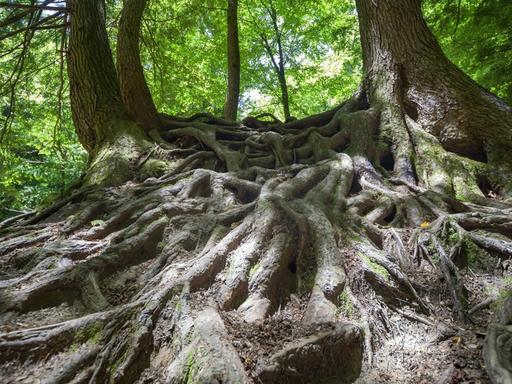 Die Wurzeln von 2 alten Bäumen verschränken sich und wachsen oberirdisch sichtbar auf dem Waldboden (Symbolbild).