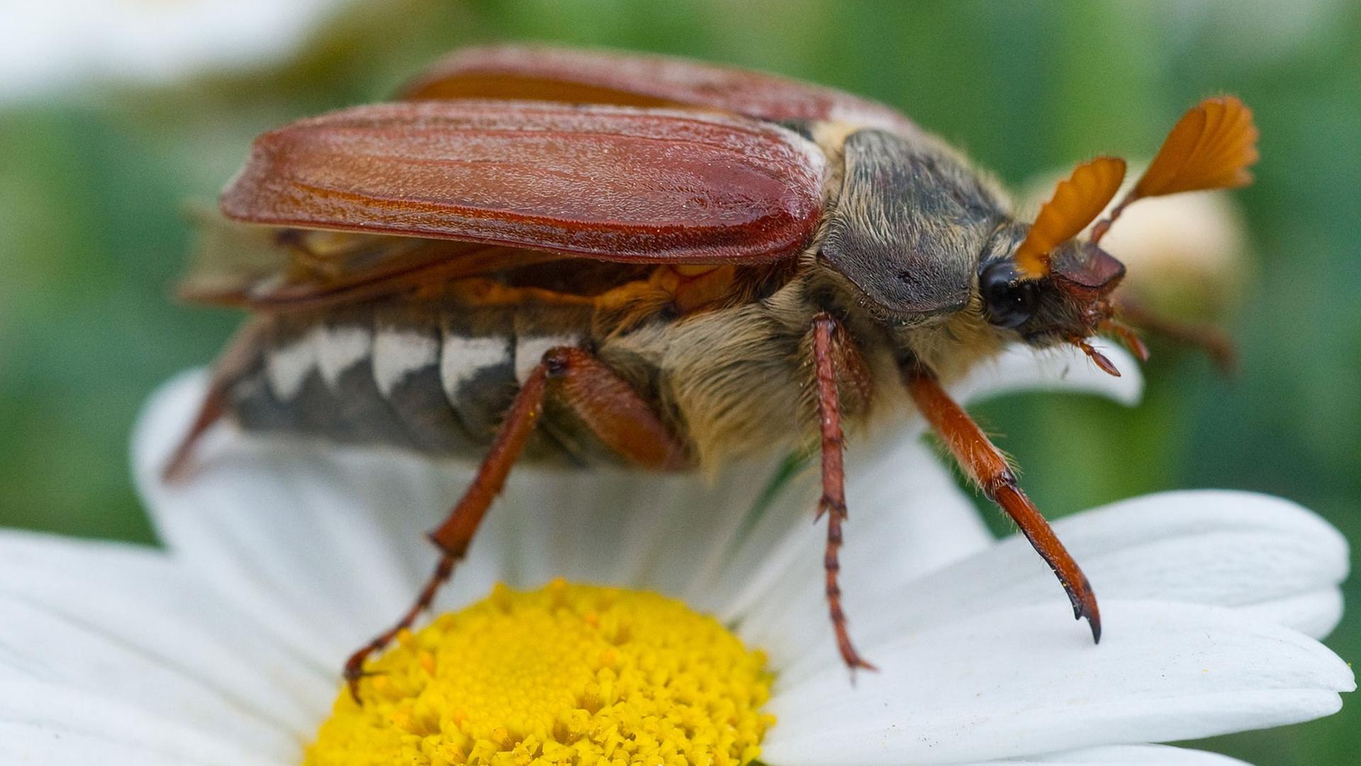 Ein Maikäfer auf einer Blüte. Ein Maikäfer auf einer Blüte.