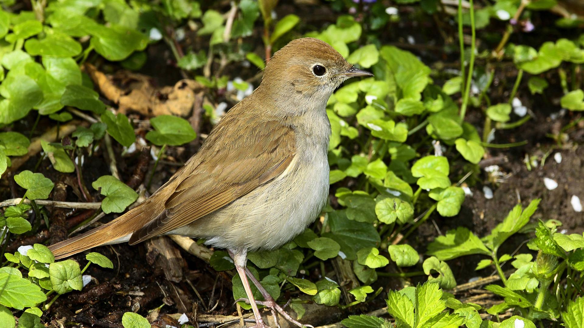 Nachtigall (Luscinia megarhynchos), sucht am Boden nach Nahrung. Nachtigall (Luscinia megarhynchos), sucht am Boden nach Nahrung.