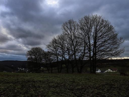 Bäume können sich im Sturm gegenseitig schützen 