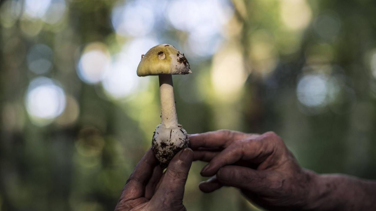 Ein Pilz mit grünlichweißer Kappe und deutlich erkennbarer Knolle am Ende des Stiels wird von einem Pilzberater in Händen gehalten. Ein Pilz mit grünlichweißer Kappe und deutlich erkennbarer Knolle am Ende des Stiels wird von einem Pilzberater in Händen gehalten.