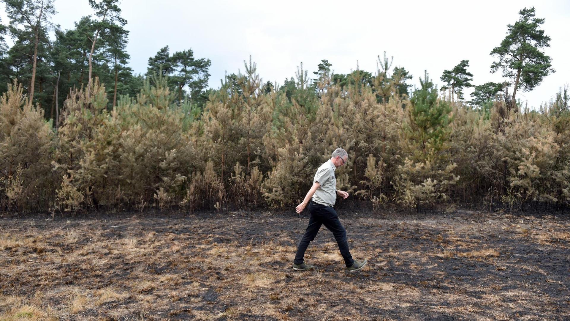 Kersten Blaschczok, Forstdirektor beim Regionalverband Ruhr (RVR), dokumentiert im Juli 2018 die Auswirkungen eines kleinen Feuers im Waldgebiet Haard. Kersten Blaschczok, Forstdirektor beim Regionalverband Ruhr (RVR), dokumentiert im Juli 2018 die Auswirkungen eines kleinen Feuers im Waldgebiet Haard.
