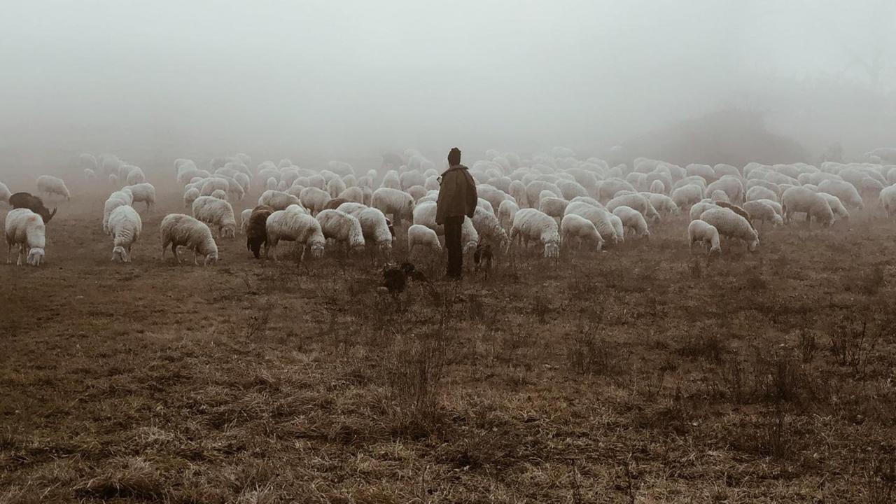 Ein Schäfer steht mit seinen Schafen auf einer nebeligen Wiese.