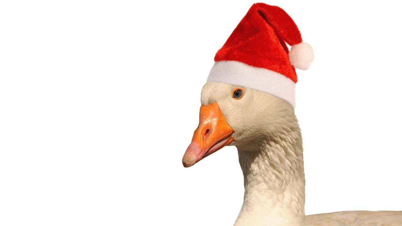Eine Gans mit einer Weihnachtsmütze auf dem Kopf Eine Gans mit einer Weihnachtsmütze auf dem Kopf
