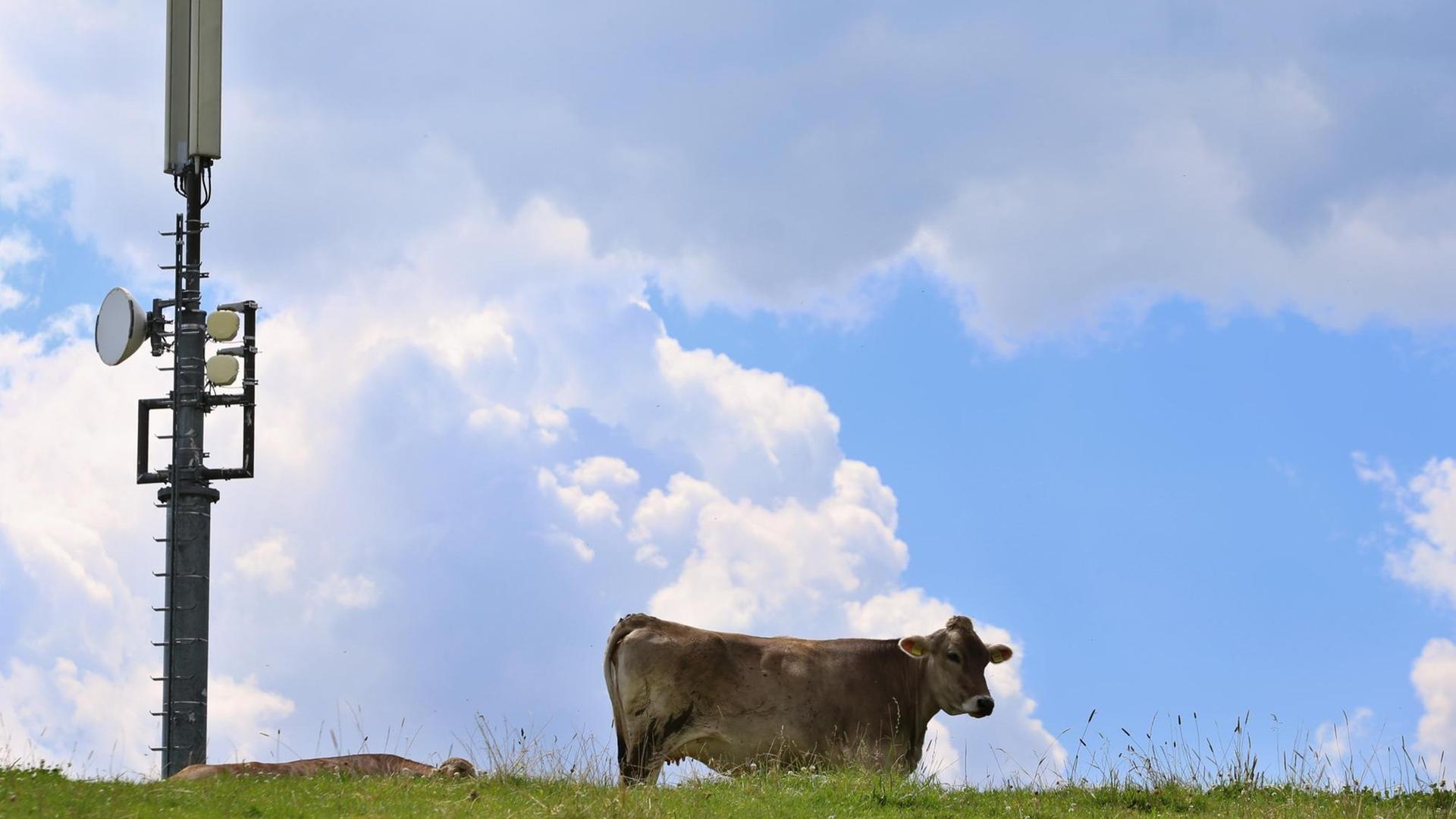 Eine Kuh weidet auf einer Wiese neben einer Mobilfunkantenne in Unterthingau. Eine Kuh weidet auf einer Wiese neben einer Mobilfunkantenne in Unterthingau.