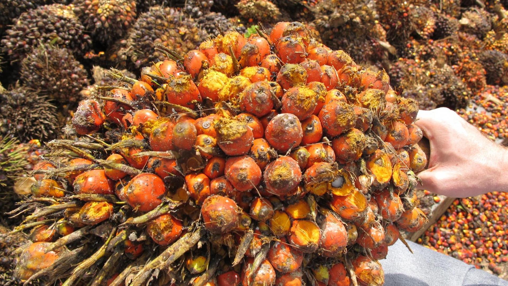 Eine Palmölfrucht wird am 29.05.2012 in Playpraya in der Provinz Krabi gezeigt. Eine Palmölfrucht wird am 29.05.2012 in Playpraya in der Provinz Krabi gezeigt.