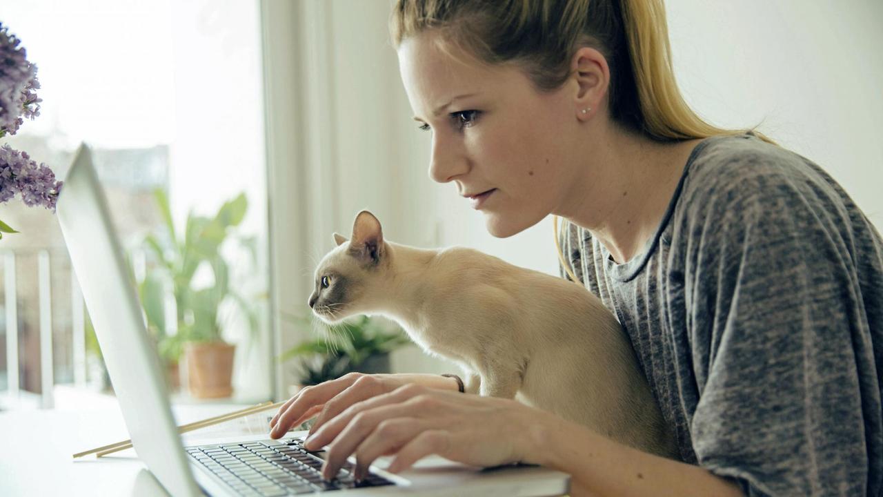 Eine junge Frau mit Katze auf dem Schoß konzentriert vor dem Laptop (Symbolfoto)