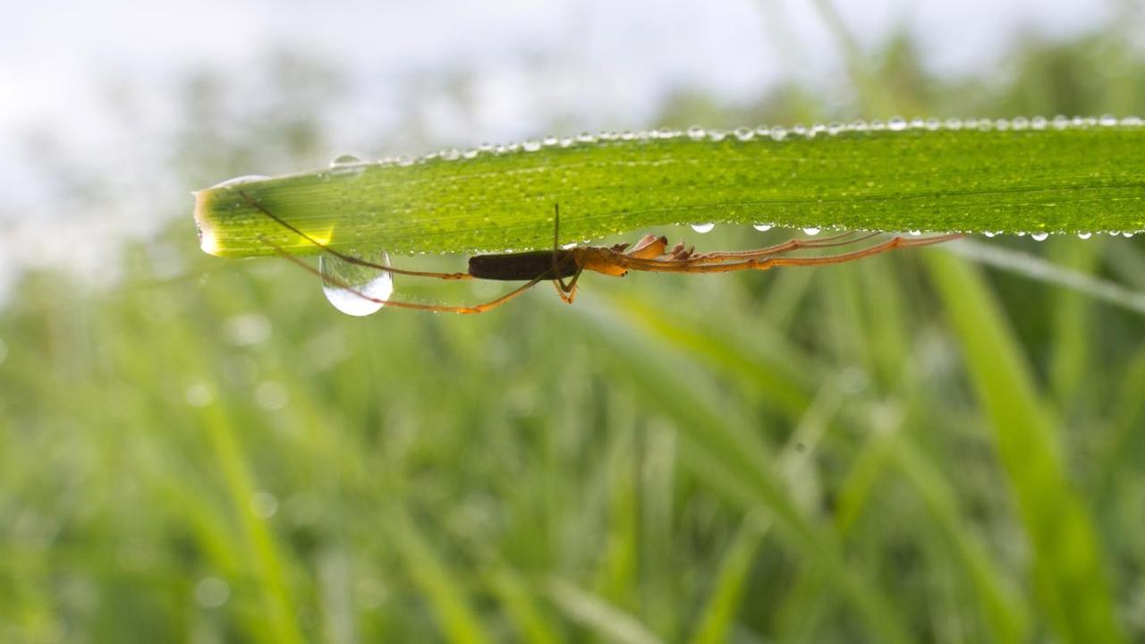 Eine Spinne unter einem Grashalm an dem sich Tautropfen gebildet haben. Eine Spinne unter einem Grashalm an dem sich Tautropfen gebildet haben.