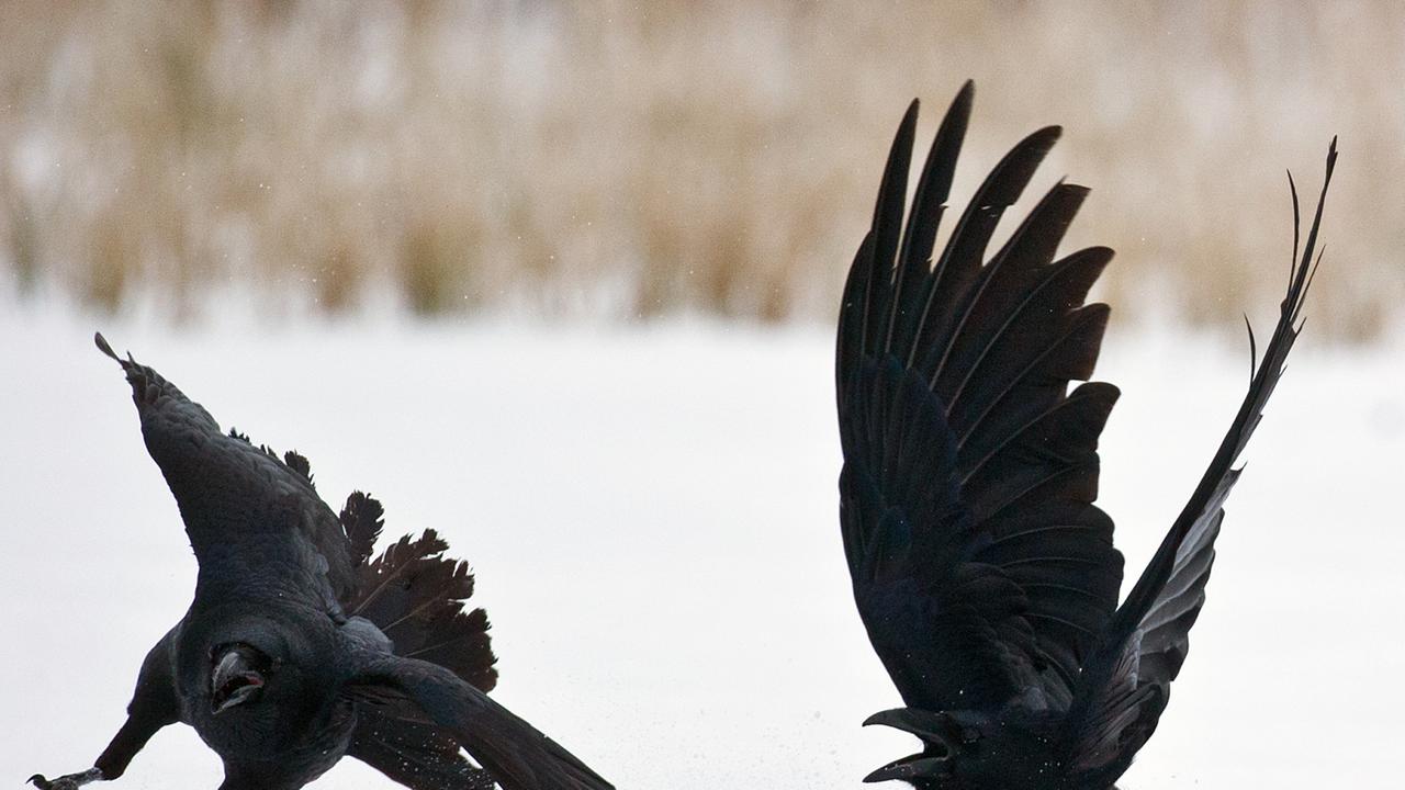 Zwei Kolkraben (lat. Corvus corax) streiten sich im Schnee.