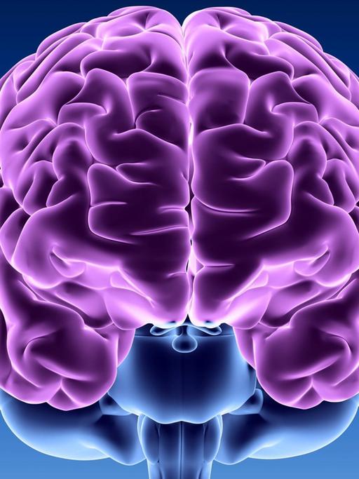 Computergrafik des menschlichen Gehirns von hinten.
