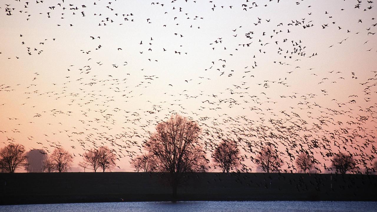 Blässgänse fallen abends an ihrem Schlafplatz im niederrheinischen Emmerich ein Blässgänse fallen abends an ihrem Schlafplatz im niederrheinischen Emmerich ein