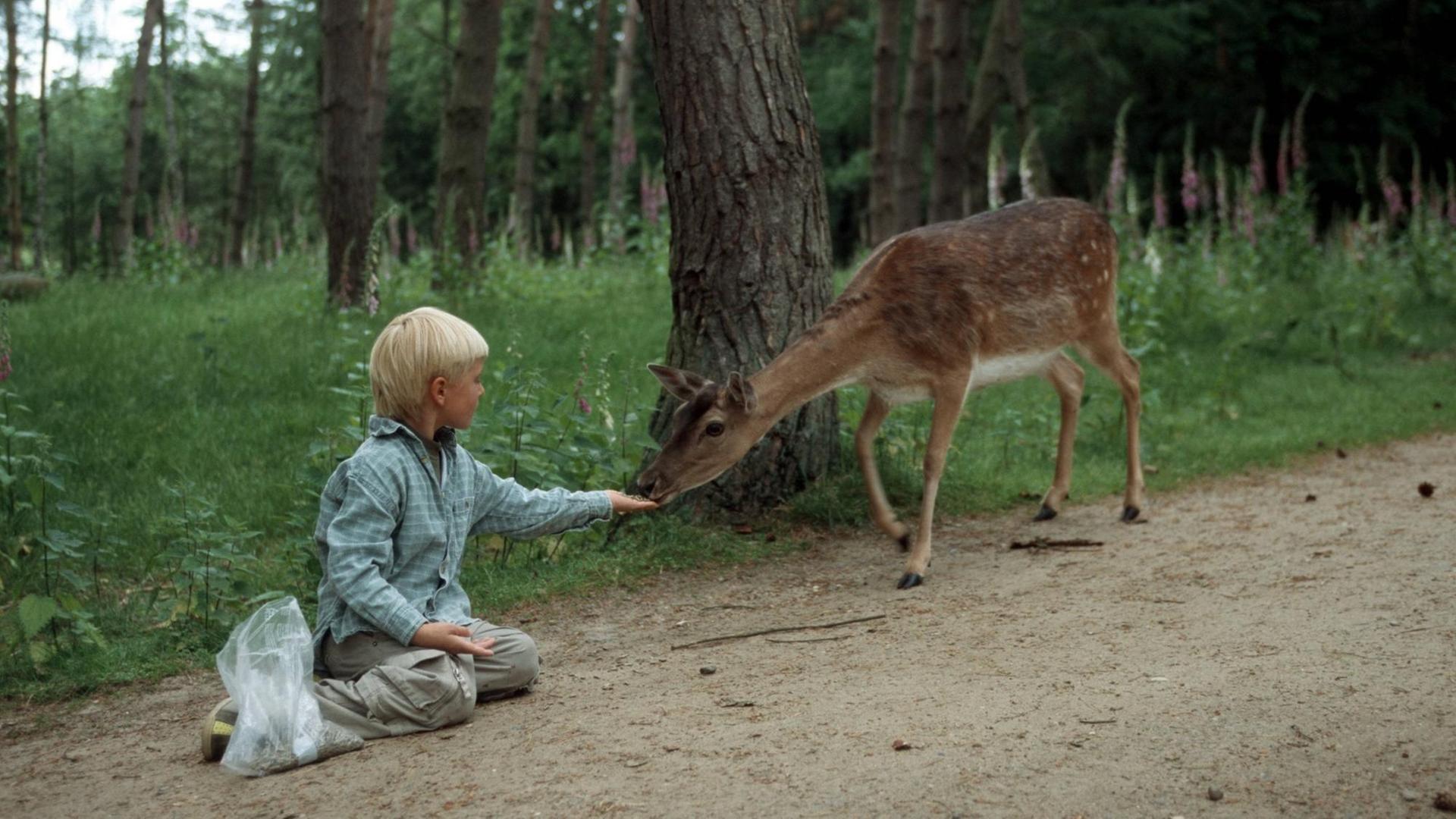 Ein Damhirsch-Weibchen frisst aus der Hand eines blonden Jungen. Ein Damhirsch-Weibchen frisst aus der Hand eines blonden Jungen.
