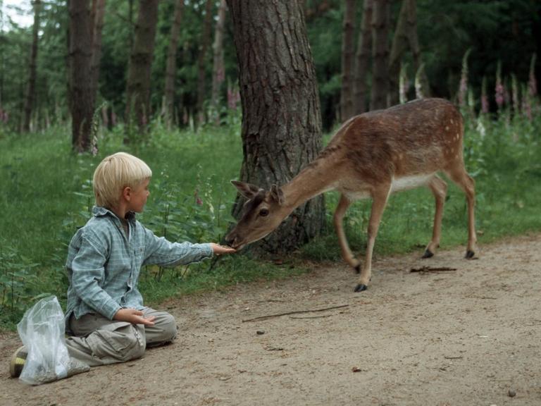 Ein Damhirsch-Weibchen frisst aus der Hand eines blonden Jungen.