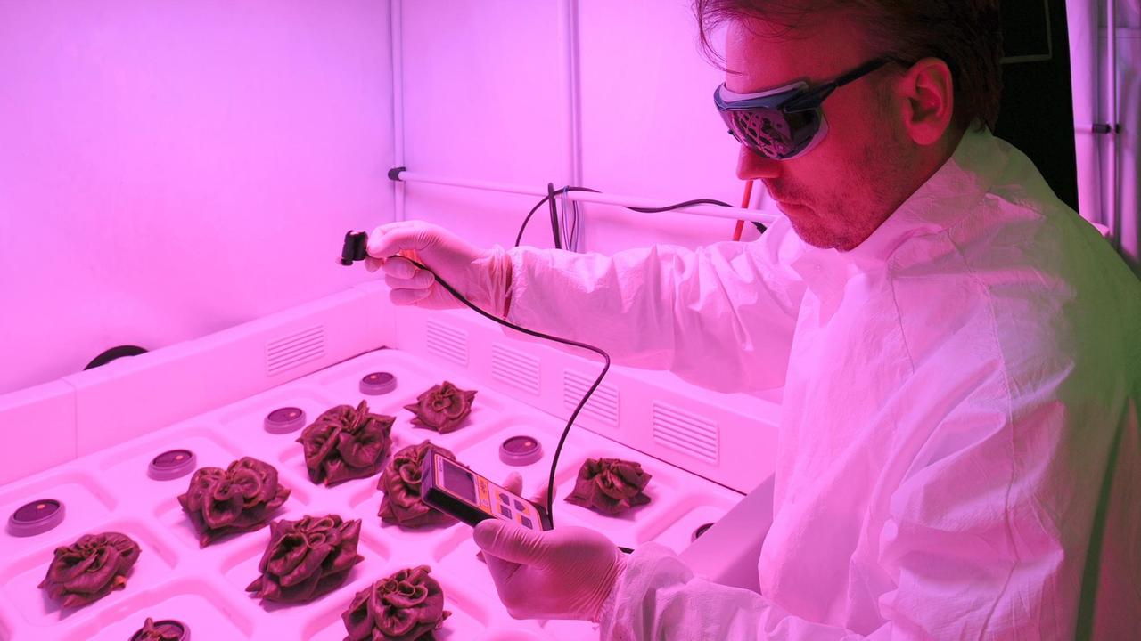 Ein Ingenieur vom Deutschen Zentrum für Luft- und Raumfahrt (DLR) in Bremen misst am 16.05.2014 die Intensität des pinkfarbenen Lichtes in einem der Zuchtschränke für Salatköpfe. Das Ziel dieser Forschungsarbeit in einem sterilen Labor ist es, ressourcenschonende Gewächshäuser für das Weltall zu entwickeln.