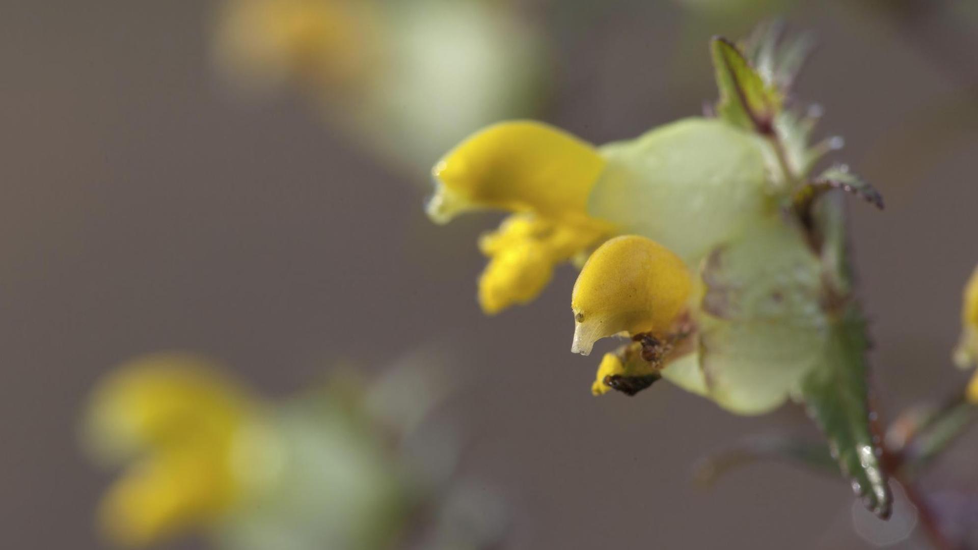 Grosser Klappertopf (Rhinanthus angustifolius) mit gelben Blüten in der Nahaufnahme. Grosser Klappertopf (Rhinanthus angustifolius) mit gelben Blüten in der Nahaufnahme.