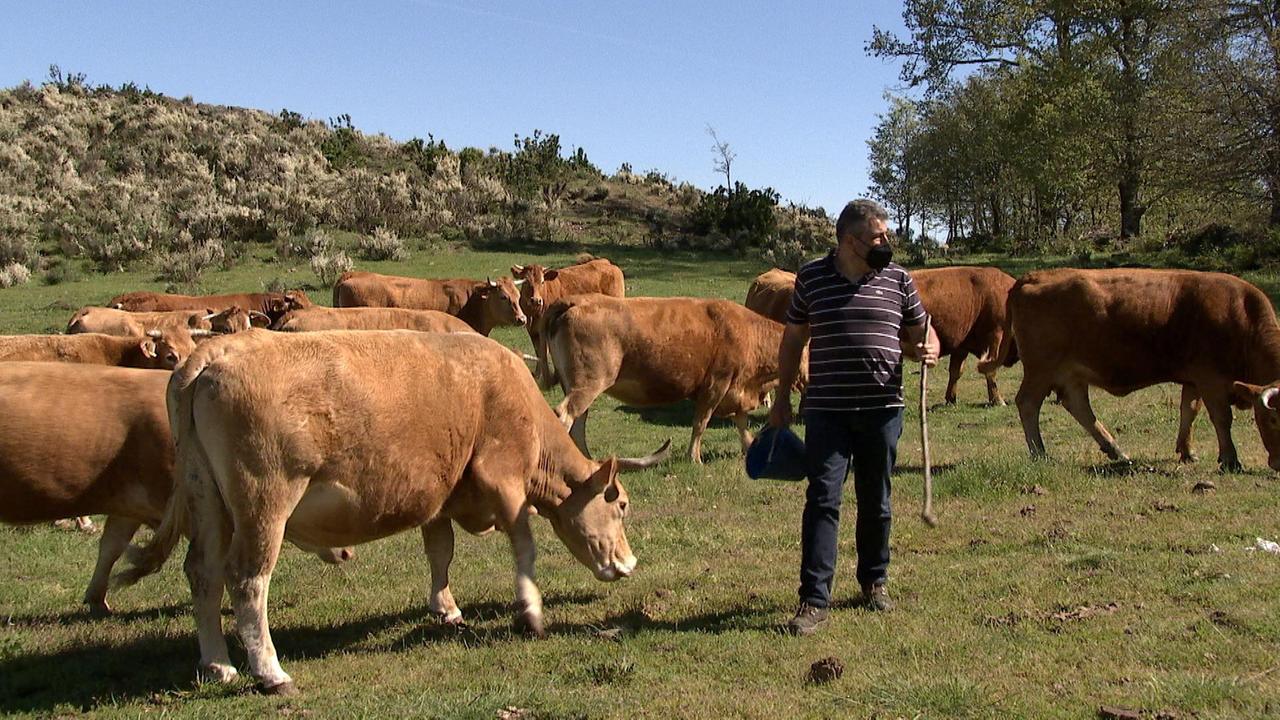 Ein Mann steht inmitten einer Herde von hellbraunen Kühen auf der Weide.