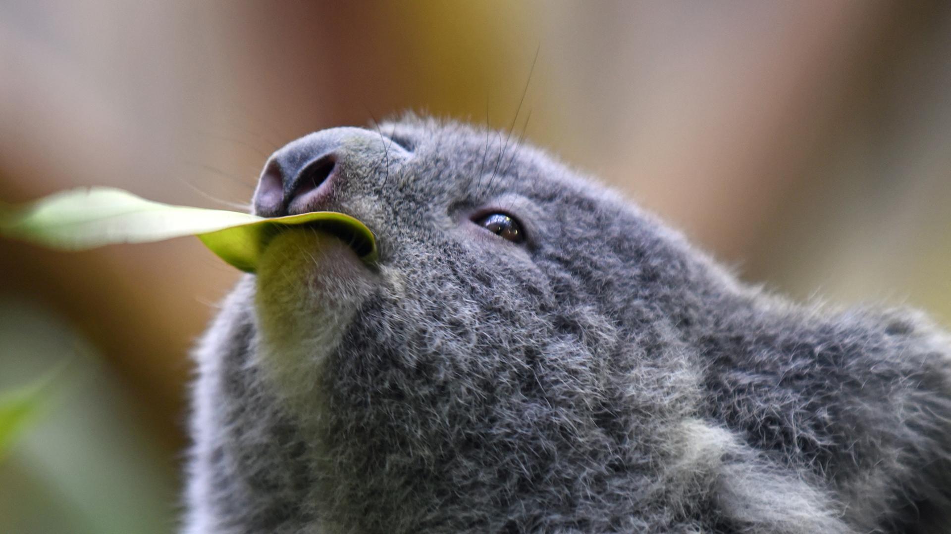 Ein Koala sitzt am 29.01.2015 auf einem Ast in seinem Gehege im Koalahaus im Zoo in Duisburg (Nordrhein-Westfalen) Ein Koala sitzt am 29.01.2015 auf einem Ast in seinem Gehege im Koalahaus im Zoo in Duisburg (Nordrhein-Westfalen)