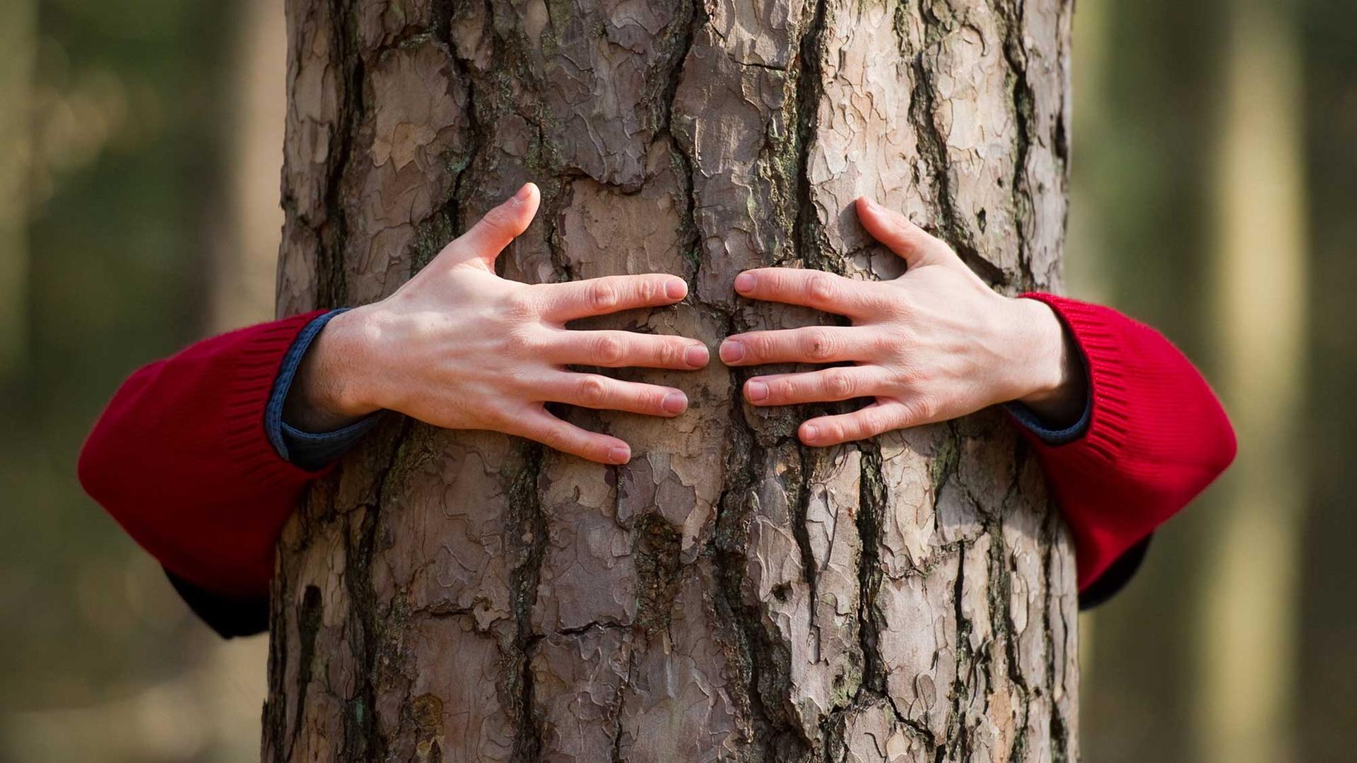 Ein Mitarbeiter der Stiftung WaldWelten von der Hochschule für nachhaltige Entwicklung (FH) im brandenburgischen Eberswalde (Barnim) umarmt während einer Führung einer Schulklasse am Internationalen Tag des Waldes einen dicken Kieferstamm. Ein Mitarbeiter der Stiftung WaldWelten von der Hochschule für nachhaltige Entwicklung (FH) im brandenburgischen Eberswalde (Barnim) umarmt während einer Führung einer Schulklasse am Internationalen Tag des Waldes einen dicken Kieferstamm.