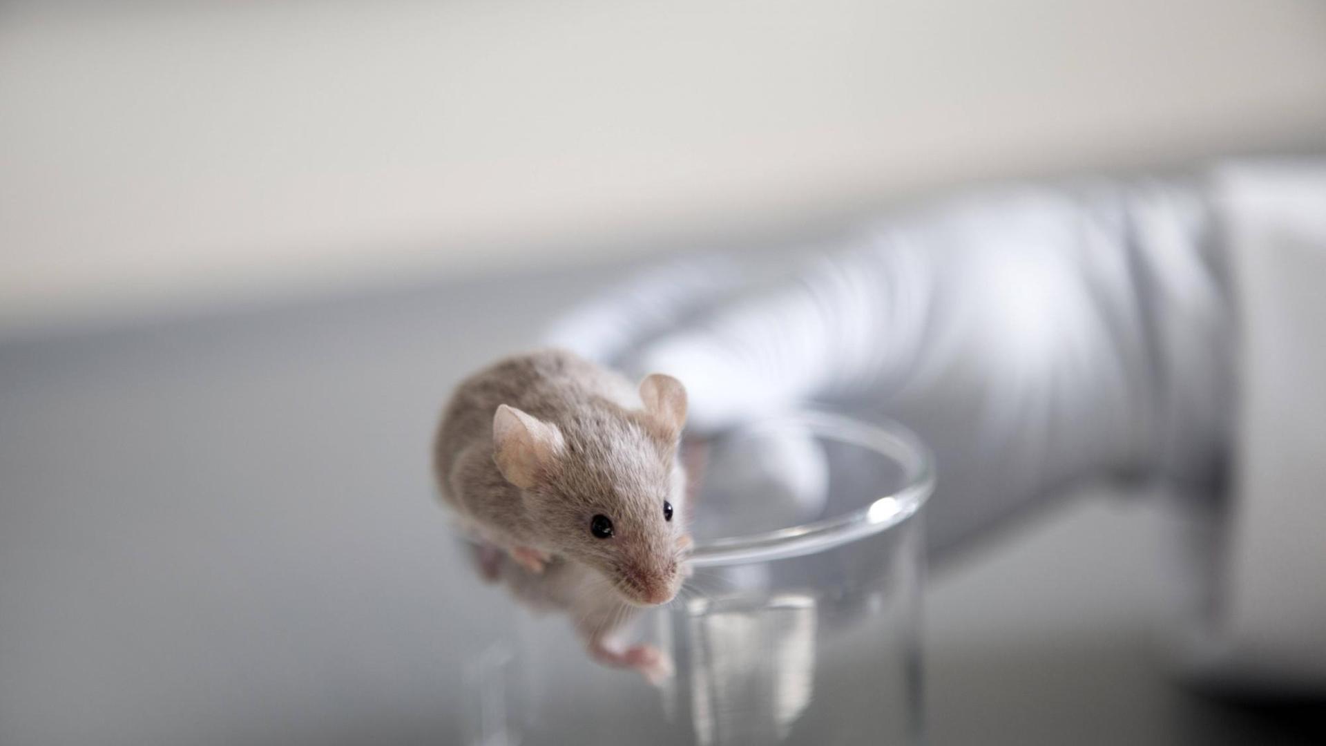 Labormaus (Symbolfoto) Labormaus (Symbolfoto)