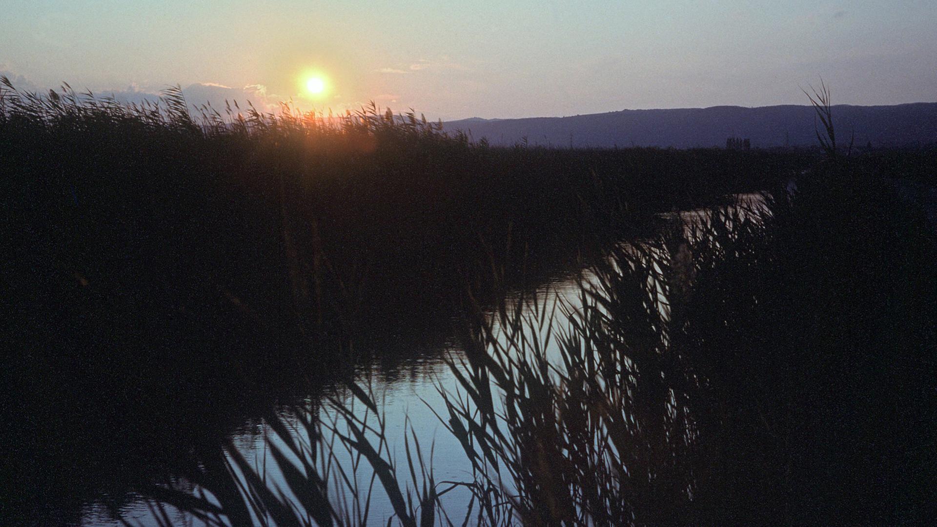 Burgenland in Österreich: Blick über den Schilfgürtel des Neusiedler Sees auf die untergehende Sonne Burgenland in Österreich: Blick über den Schilfgürtel des Neusiedler Sees auf die untergehende Sonne