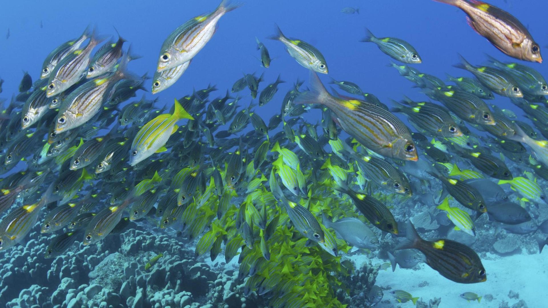 A picture taken on July 17, 2021 shows Common bluestripe snappers(yellow) and Striped large-eye breams, silver, swimming above pavona clavus colony off Hira-jima Island in Ogasawara Village, Tokyo. ( The Yomiuri Shimbun via AP Images ) A picture taken on July 17, 2021 shows Common bluestripe snappers(yellow) and Striped large-eye breams, silver, swimming above pavona clavus colony off Hira-jima Island in Ogasawara Village, Tokyo. ( The Yomiuri Shimbun via AP Images )