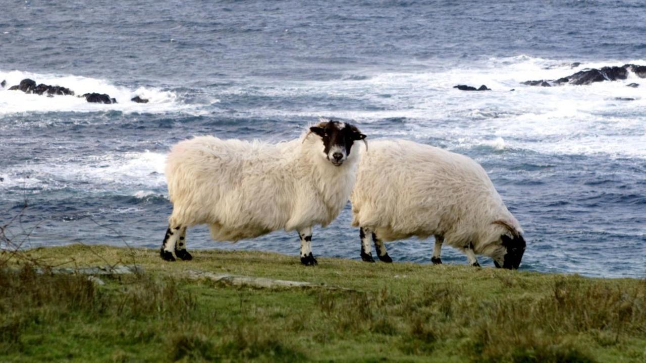 Schafe grasen im Nordwesten der Grafschaft Donegal auf einer Weide an der Küste. Schafe grasen im Nordwesten der Grafschaft Donegal auf einer Weide an der Küste.