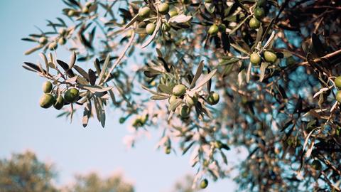 Oliven hängen an einem Baum vor der Ernte.