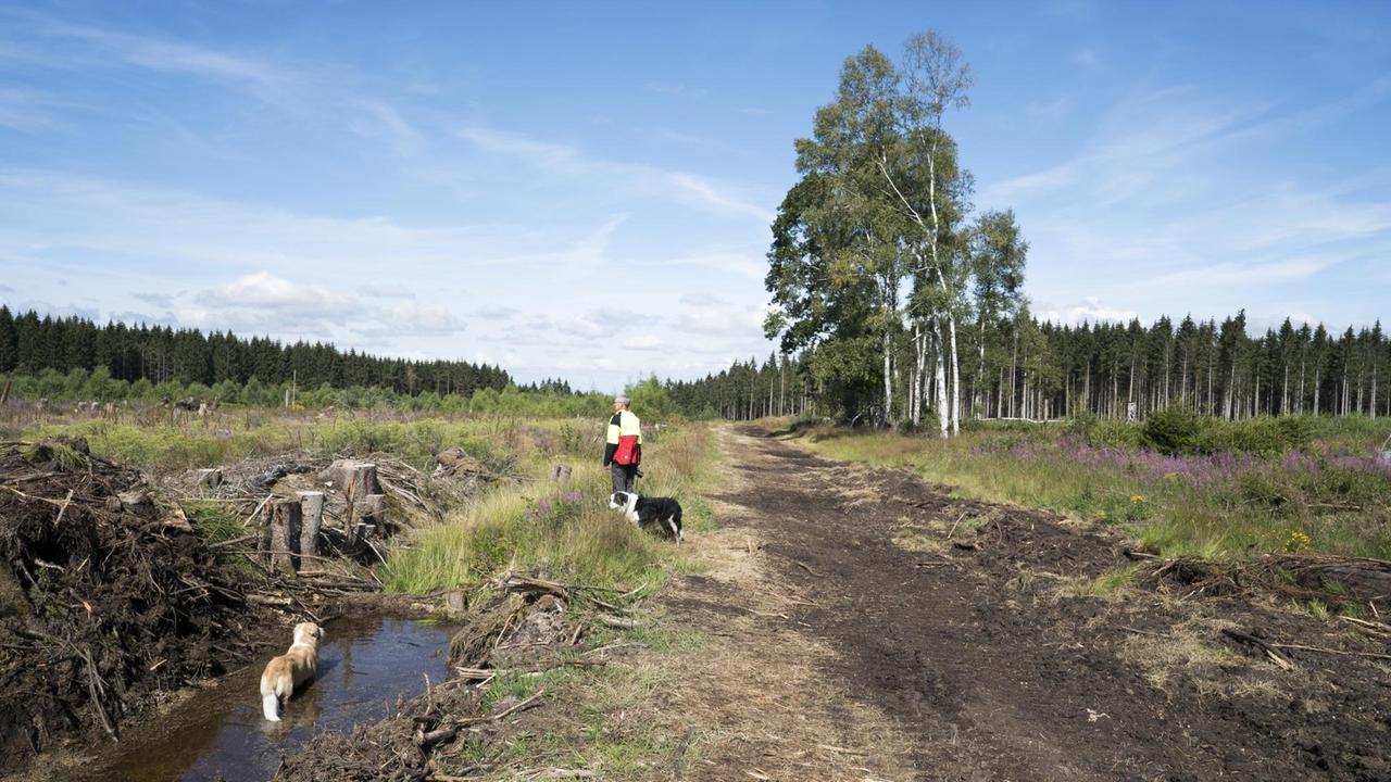 Die niedersächsischen Landesforsten renaturieren (wiedervernässen) ein Moor im Solling bei Holzminden-Neuhaus. Die niedersächsischen Landesforsten renaturieren (wiedervernässen) ein Moor im Solling bei Holzminden-Neuhaus.