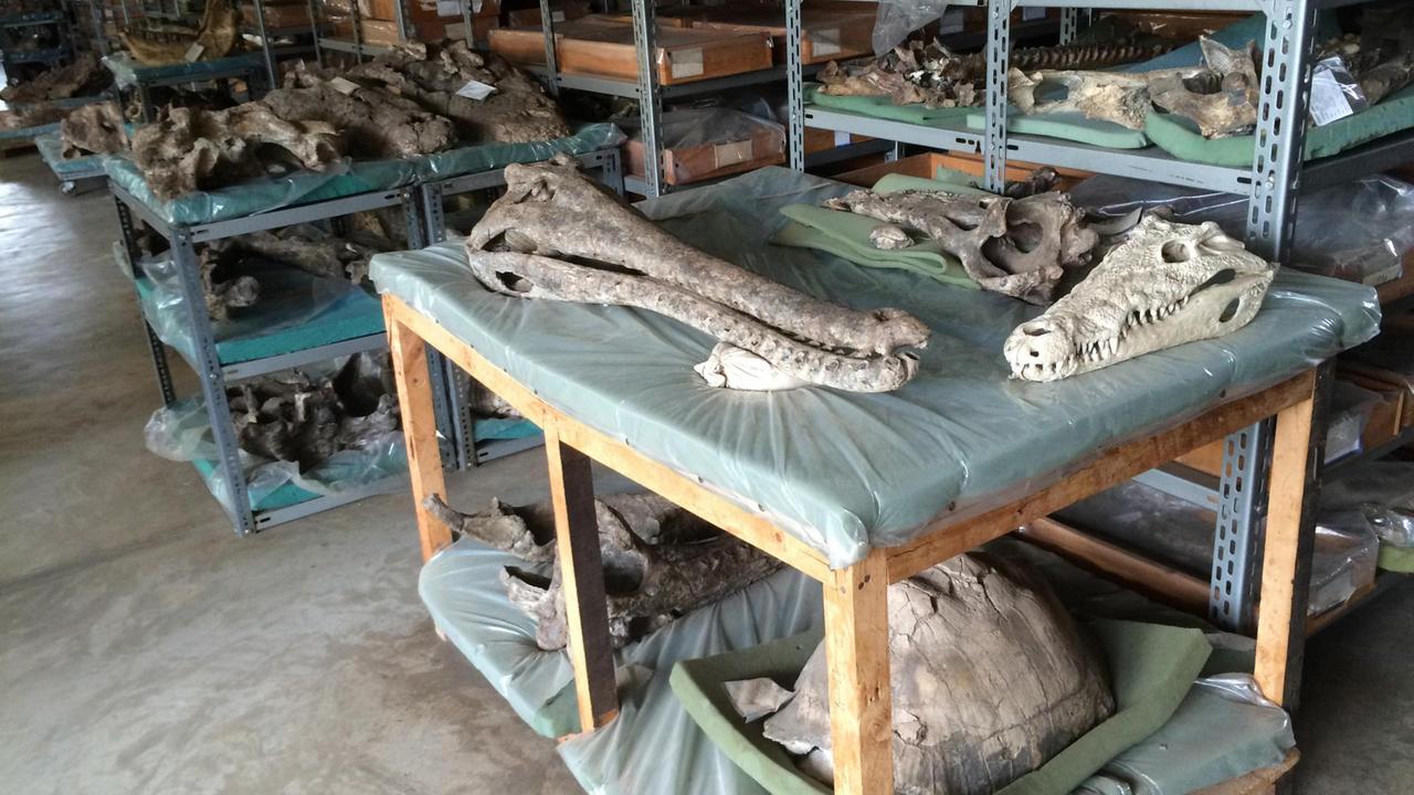 Fossilien eines Krokodils. Lucy ist vermutlich einem zum Opfer gefallen. Fossilien eines Krokodils. Lucy ist vermutlich einem zum Opfer gefallen.