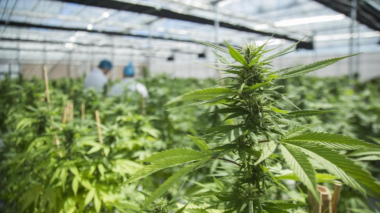 Cannabis-Produktion des Unternehmens International Cannabis Corp (ICC) in Libertad, Uruguay. ICC ist eine der zwei Firmen, die Marihuana im Auftrag des uruguaischen Staates anbauen. Cannabis-Produktion des Unternehmens International Cannabis Corp (ICC) in Libertad, Uruguay. ICC ist eine der zwei Firmen, die Marihuana im Auftrag des uruguaischen Staates anbauen.