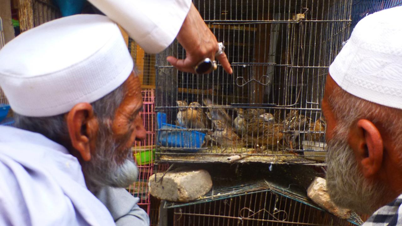 Afghanische Männer fachsimpeln auf dem Vogelmarkt von Kabul über Wachtel Afghanische Männer fachsimpeln auf dem Vogelmarkt von Kabul über Wachtel