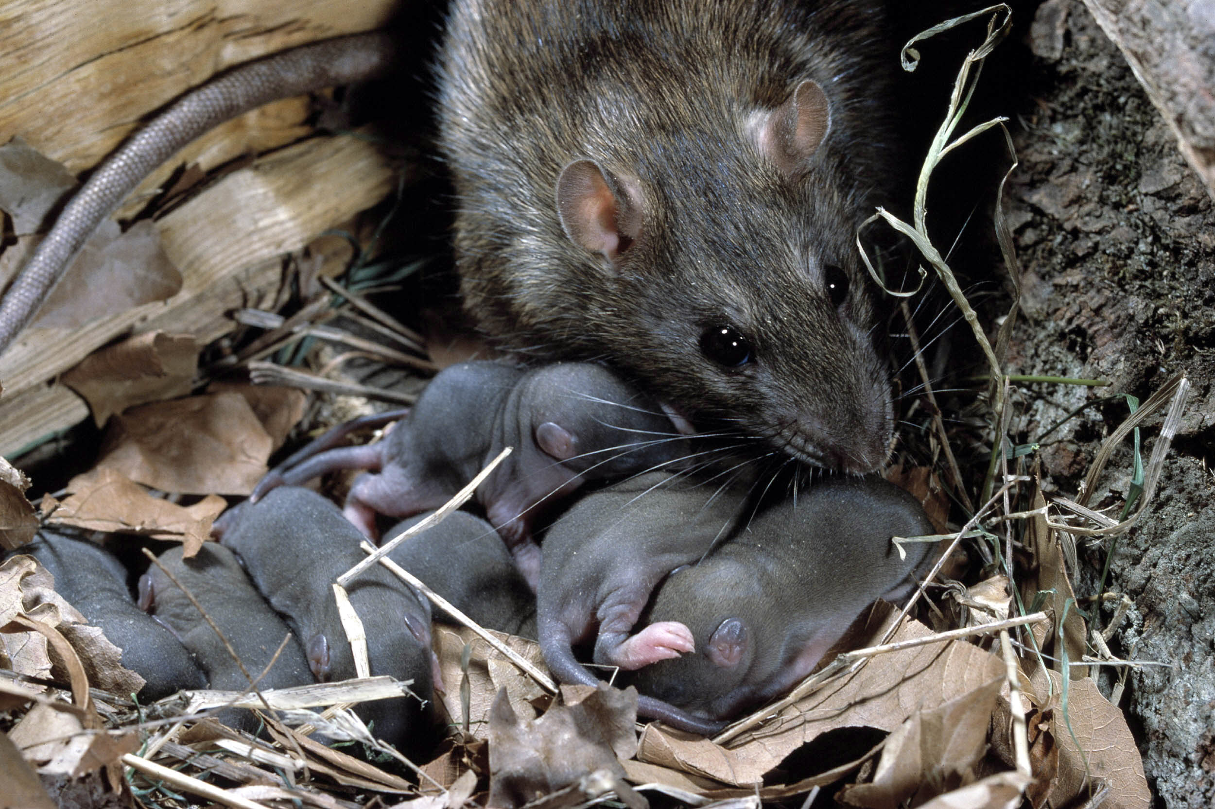 Родители мыши. Серая крыса Пасюк. Серая крыса Rattus norvegicus. Серая большая крыса Пасюк. Детеныш Земляной крысы.