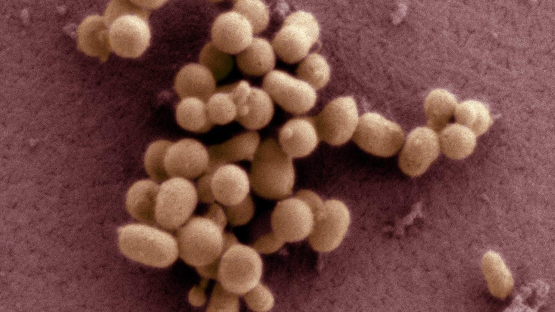 Sensation im Mai 2010: Craig Venter präsentierte ein kleines Bakterium, dessen Erbmaterial vollständig im Labor zusammengebaut wurde.
