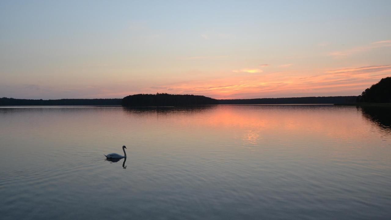 Ein Blick auf den Großen Stechlinsee während der Abenddämmerung. Auf dem See ist ein Schwan.