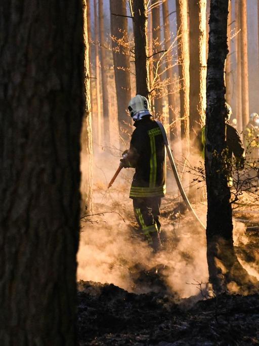 Feuerwehrleute löschen einen Waldbrand im nördlichen Brandenburg