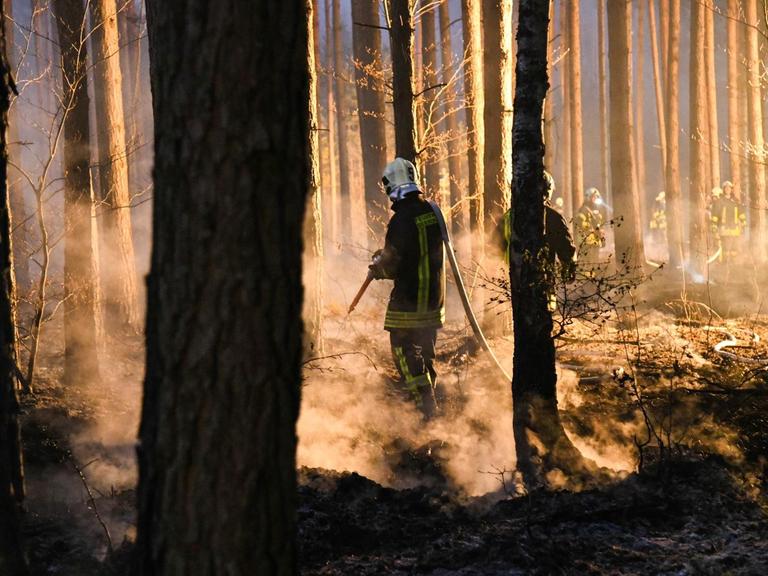 Feuerwehrleute löschen einen Waldbrand im nördlichen Brandenburg