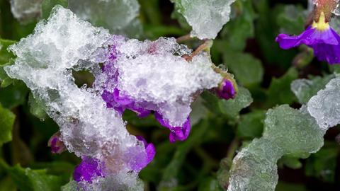 Wässriger Schnee liegt am 31.03.2015 auf lila Blüten vor einem Gartengrundstück in Pokrent (Mecklenburg-Vorpommern). Foto: Jens Büttner
