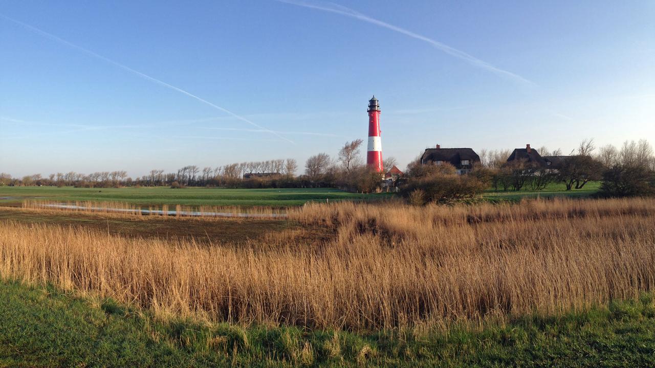 Ein Leuchtturm auf der Nordsee-Insel Pellworm, im Vordergrund ein Getreidefeld