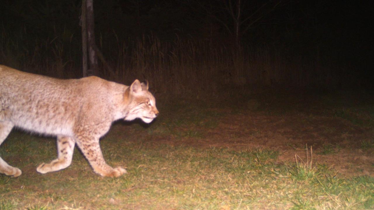 HANDOUT - 28.02.2019, Thüringen, ---: Ein Luchs ist auf einer Aufnahme einer Fotofalle im Südharz zu sehen. Im Thüringer Südharz seien in den vergangenen Jahren wiederholt Luchse gesichtet worden. Unklar sei aber bisher, wie viele der großen Katzen dort leben. Foto: BUND/Universität Göttingen//obs/dpa - ACHTUNG: Nur zur redaktionellen Verwendung im Zusammenhang mit der aktuellen Berichterstattung und nur mit vollständiger Nennung des vorstehenden Credits | HANDOUT - 28.02.2019, Thüringen, ---: Ein Luchs ist auf einer Aufnahme einer Fotofalle im Südharz zu sehen. Im Thüringer Südharz seien in den vergangenen Jahren wiederholt Luchse gesichtet worden. Unklar sei aber bisher, wie viele der großen Katzen dort leben. Foto: BUND/Universität Göttingen//obs/dpa - ACHTUNG: Nur zur redaktionellen Verwendung im Zusammenhang mit der aktuellen Berichterstattung und nur mit vollständiger Nennung des vorstehenden Credits |