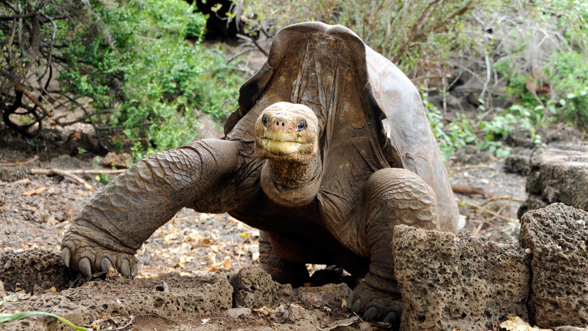 Die Riesenschildkröte "Lonesome George" im Galápagos National Park in Ecuador, aufgenommen 2007 - fünf Jahre vor ihrem Tod. Die Riesenschildkröte "Lonesome George" im Galápagos National Park in Ecuador, aufgenommen 2007 - fünf Jahre vor ihrem Tod.