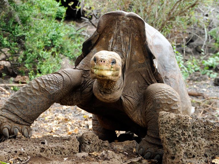 Die Riesenschildkröte "Lonesome George" im Galápagos National Park in Ecuador, aufgenommen 2007 - fünf Jahre vor ihrem Tod.