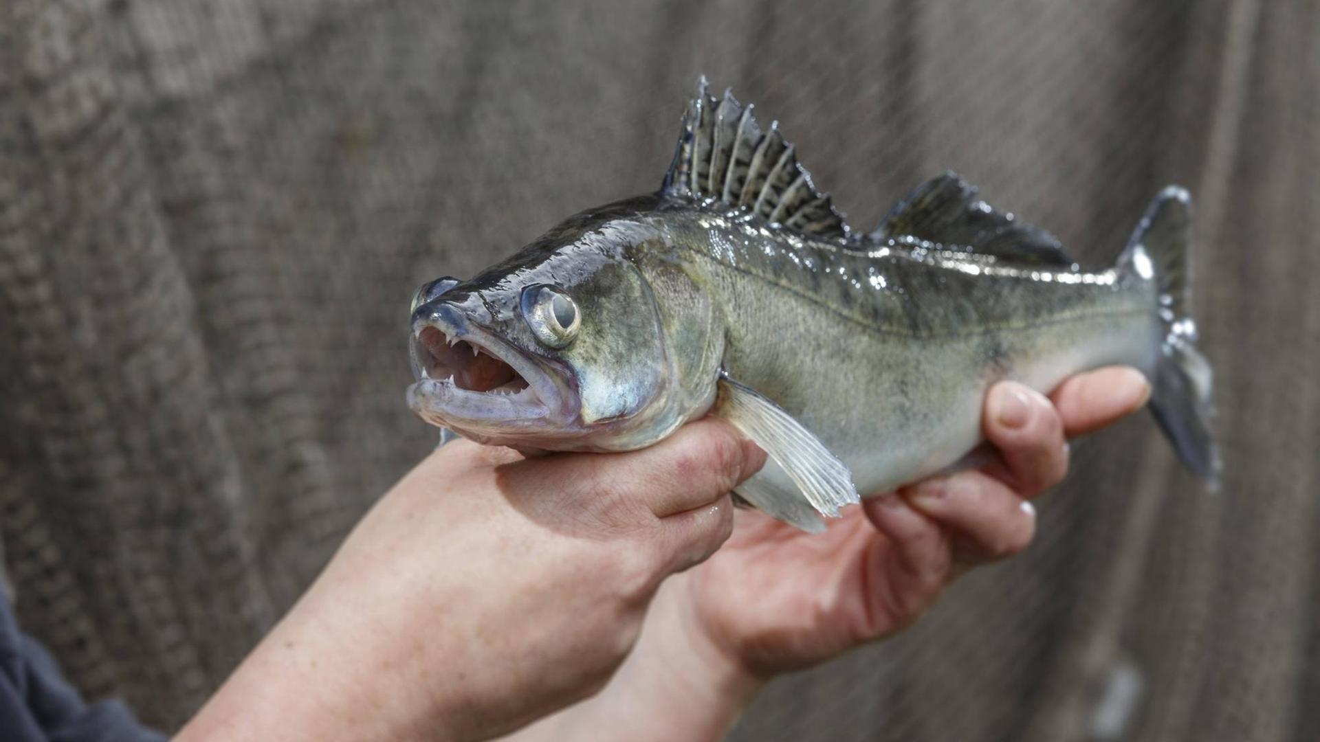 Hände halten einen Zander aus der Zucht in einer Kreislaufanlage (Symbolbild) Hände halten einen Zander aus der Zucht in einer Kreislaufanlage (Symbolbild)