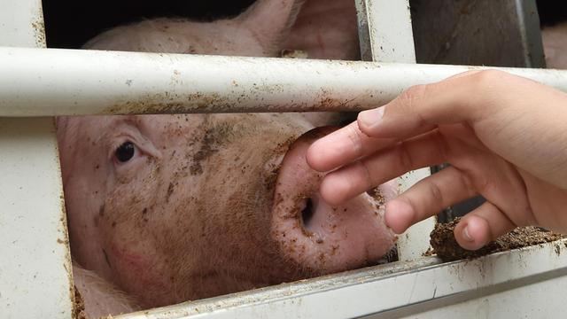 Ein Mensch streichelt ein Schwein in einem Tiertransport an der Nase.