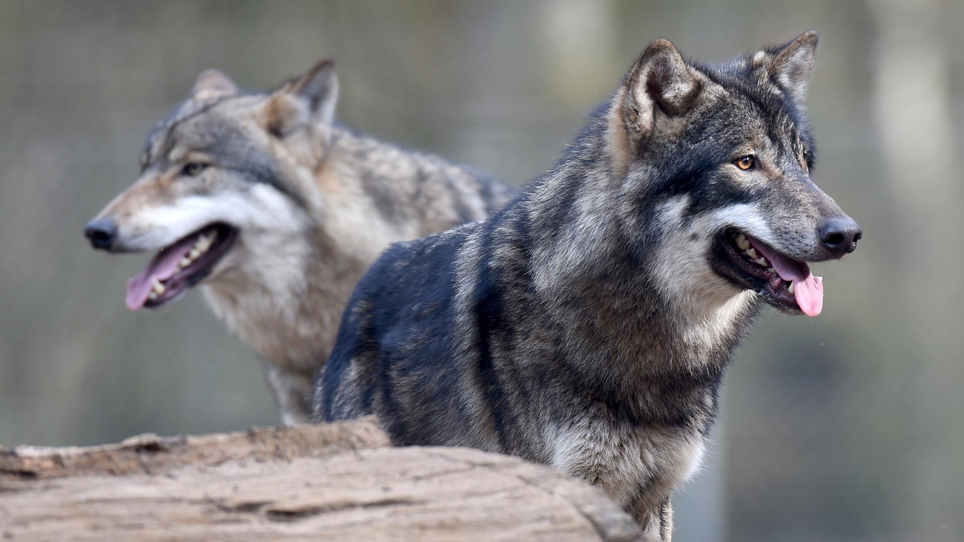 Zwei Wölfe im Wildpark Eekholt in Schleswig-Holstein Zwei Wölfe im Wildpark Eekholt in Schleswig-Holstein