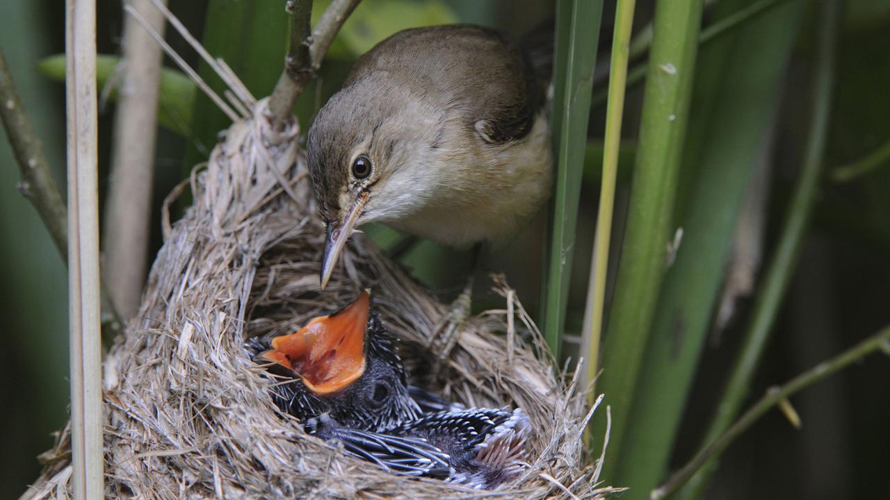 Ein junger Kuckuck wird im Nest von einem Teichrohrsänger gefüttert, Niedersachsen. Ein junger Kuckuck wird im Nest von einem Teichrohrsänger gefüttert, Niedersachsen.