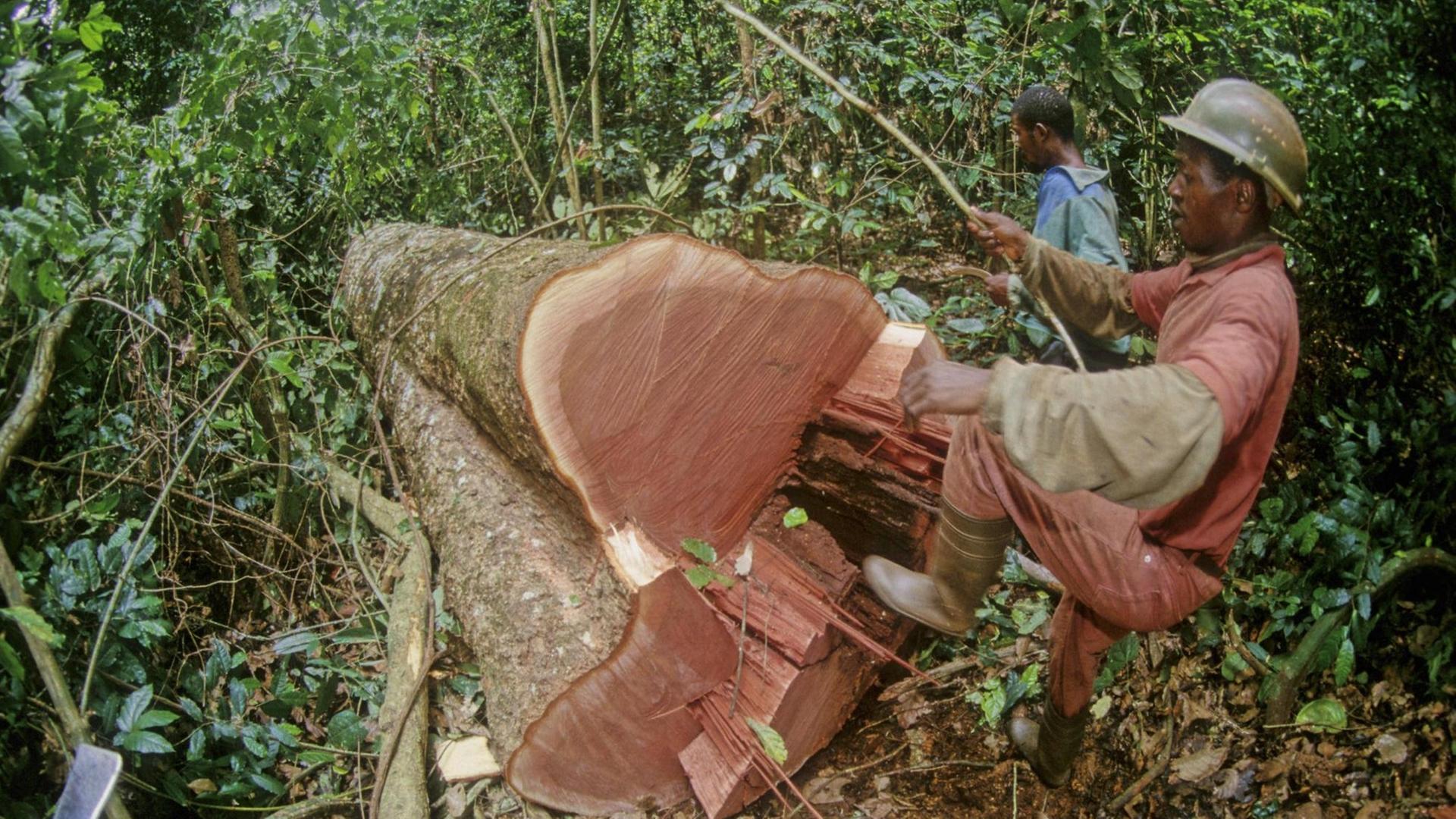 Holzfäller bei der Arbeit im Regenwald in Kamerun