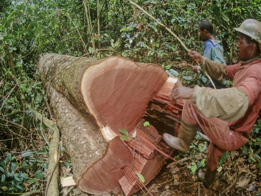 Holzfäller bei der Arbeit im Regenwald in Kamerun