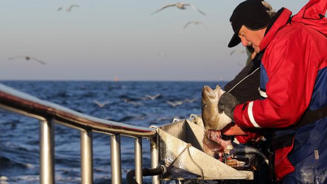 Ein Hochseeangler nimmt auf einem Boot einen Dorsch aus. Im Hintergrund die Ostsee