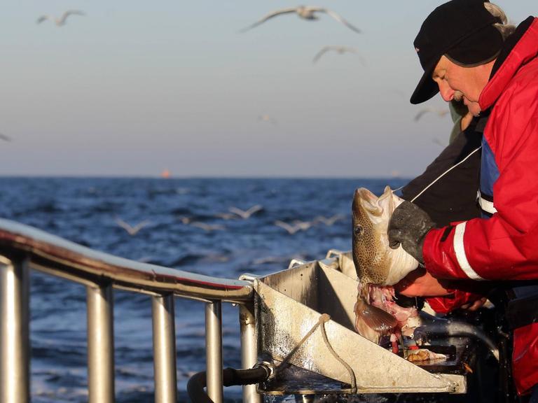 Ein Hochseeangler nimmt auf einem Boot einen Dorsch aus. Im Hintergrund die Ostsee